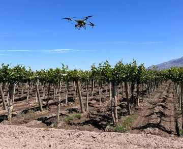 Aunque se refuerza la lucha contra la polilla de la vid, productores fumigan sólo el 25%