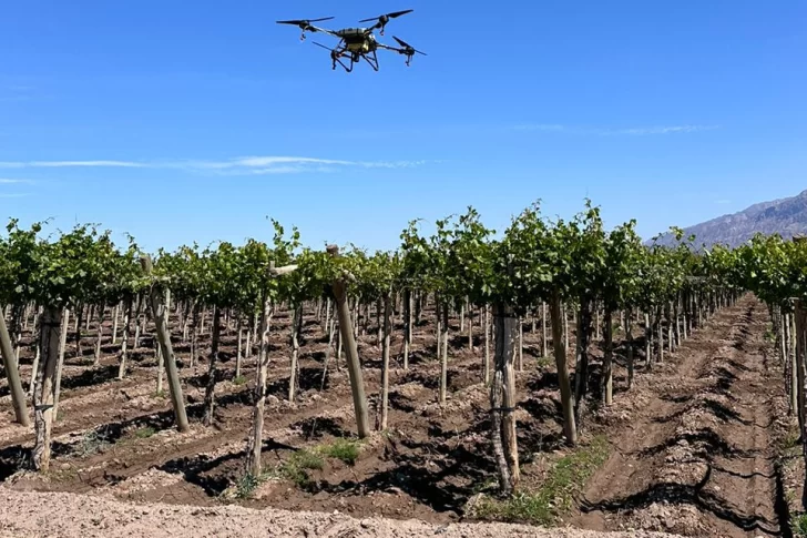 Aunque se refuerza la lucha contra la polilla de la vid, productores fumigan sólo el 25%