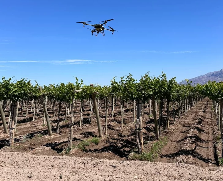 Aunque se refuerza la lucha contra la polilla de la vid, productores fumigan sólo el 25%