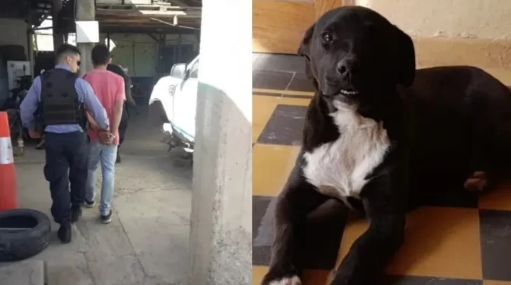 Golpeó y ahorcó a su perro y la Justicia lo obligó a trabajar en una guardería de animales Golpeó y ahorcó a su perro y la Justicia lo obligó a trabajar en una guardería de animales
