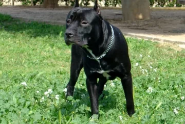 Un pitbull atacó a un delincuente cuando intentaba robar en una casa y terminó internado Un pitbull atacó a un delincuente cuando intentaba robar en una casa y terminó internado