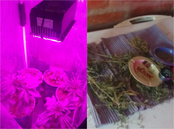 Allanaron su casa por un robo pero le descubrieron cultivos de marihuana Allanaron su casa por un robo pero le descubrieron cultivos de marihuana