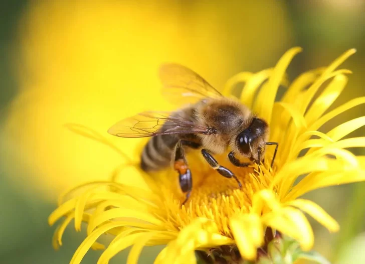 Día Mundial de las Abejas: ¿por qué se celebra el 20 de mayo?