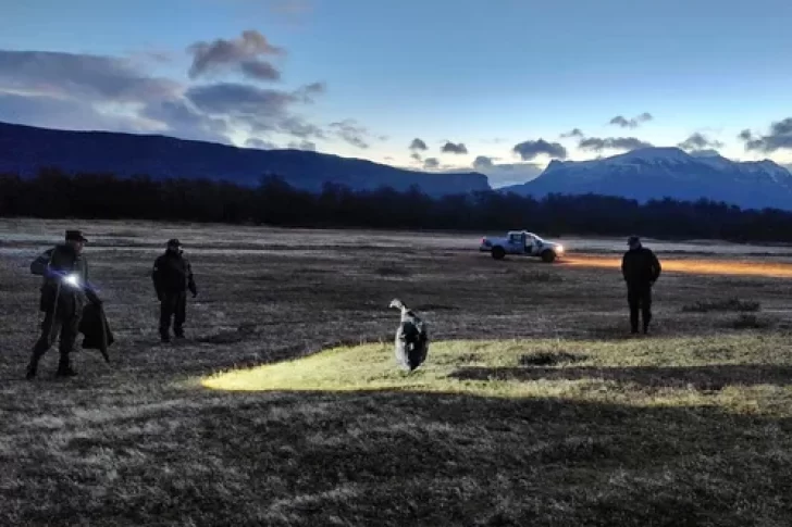 En Santa Cruz, gendarmes rescataron un cóndor andino que no podía volar