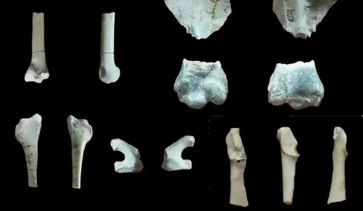 Paleontólogos hallaron en San Juan fósiles de aves de 7 millones de años Paleontólogos hallaron en San Juan fósiles de aves de 7 millones de años