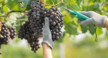 Acuerdo Milei-Trump: Gobierno valoró que San Juan le vende más a EEUU que a China 