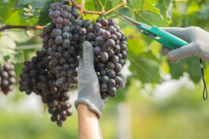 Los créditos para la cosecha financiaron el 31% de la vendimia 2025 en San juan