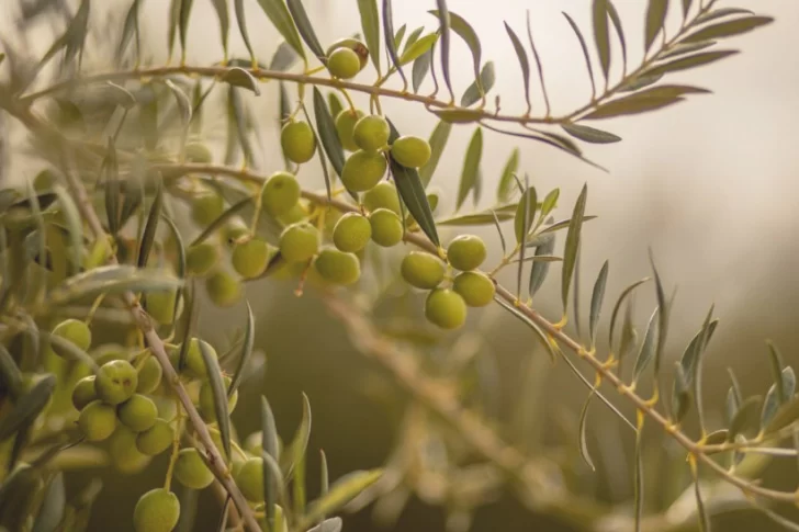 Olivícolas: el granizo hizo que la producción caiga un 25%