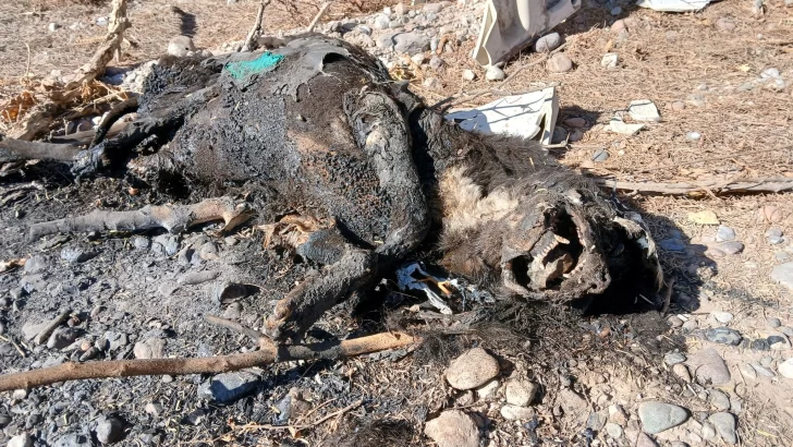 Denuncian el hallazgo de una perra violada, quemada y asesinada Denuncian el hallazgo de una perra violada, quemada y asesinada
