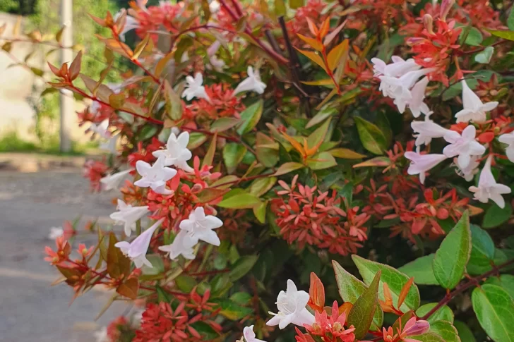 Cómo cuidar el jardín en invierno: 7 consejos esenciales para proteger tus plantas