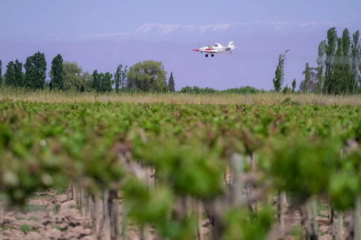 La campaña contra la polilla de la vid será con fondos locales y volverán a usar drones