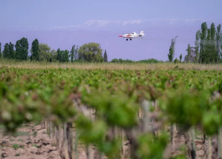 La campaña contra la polilla de la vid será con fondos locales y volverán a usar drones