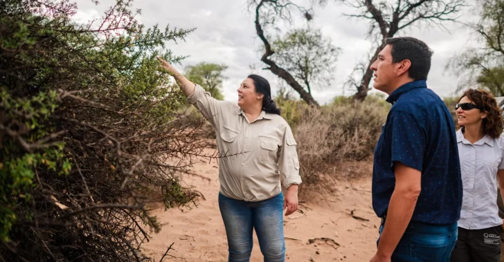El 27% de los bosques nativos se preservan gracias a proyectos particulares