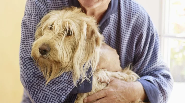 Adoptar a un perro viejo