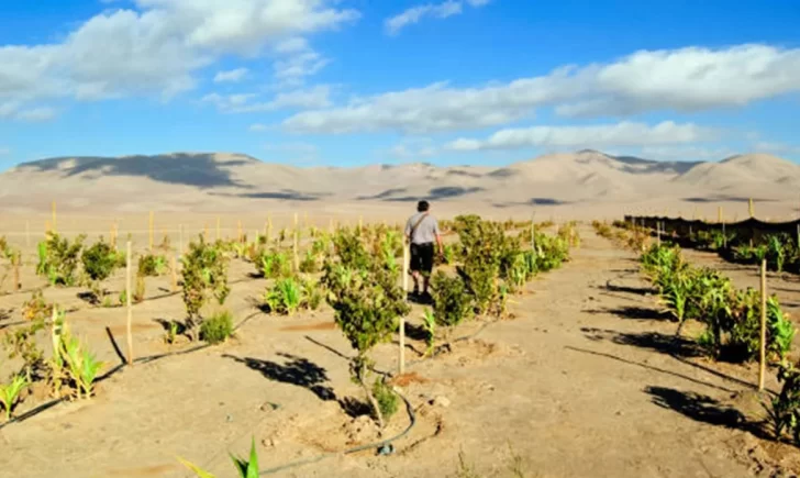 En el desierto de Atacama producen lechugas En el desierto de Atacama producen lechugas