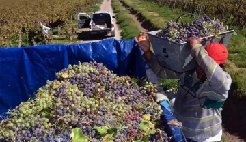 La cosecha 2025 está en los niveles promedio de los últimos 10 años