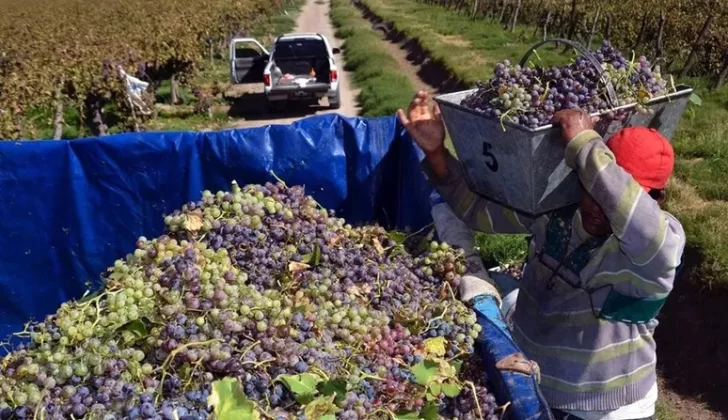 La cosecha 2025 está en los niveles promedio de los últimos 10 años