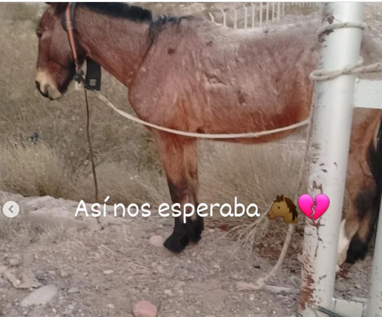 Lo grabaron maltratando a un caballo en la vía pública y pagará con un mes y medio de prisión Lo grabaron maltratando a un caballo en la vía pública y pagará con un mes y medio de prisión