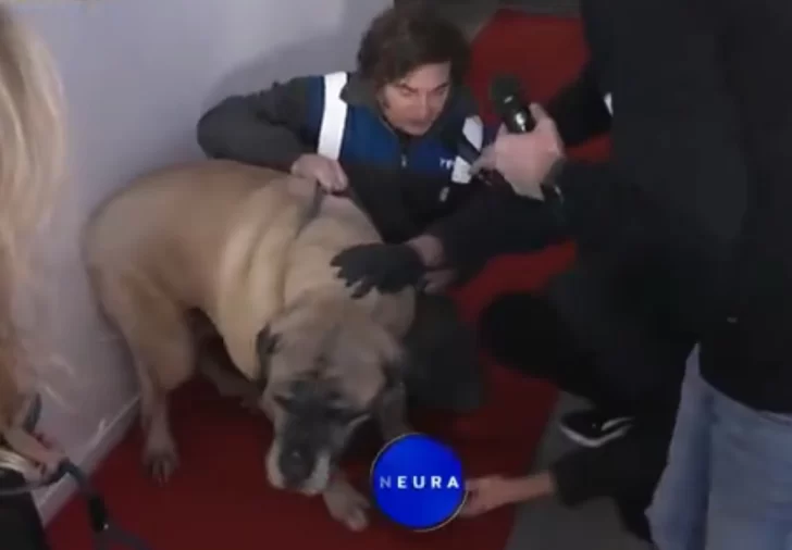 Milei sorprendió al aparecer en un streaming con su perro Conan