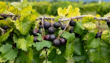 El INV autorizó a dos nuevas variedades de uva para elaborar vinos de calidad