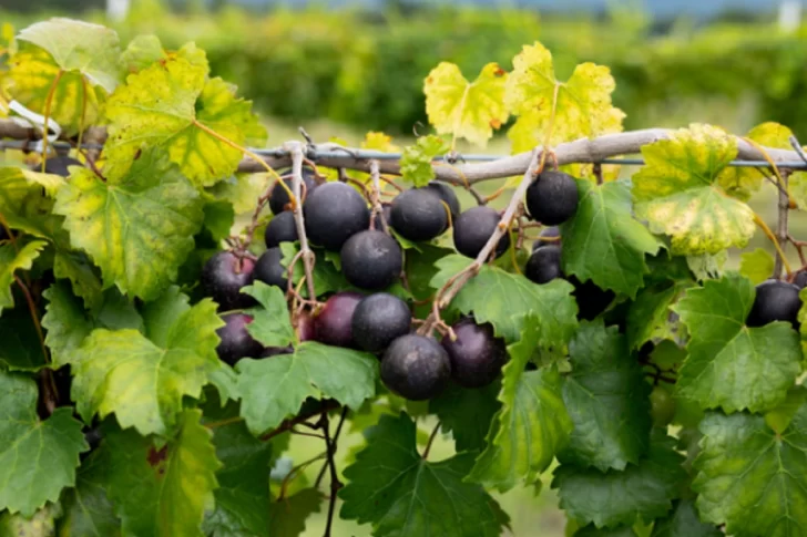 El INV autorizó a dos nuevas variedades de uva para elaborar vinos de calidad