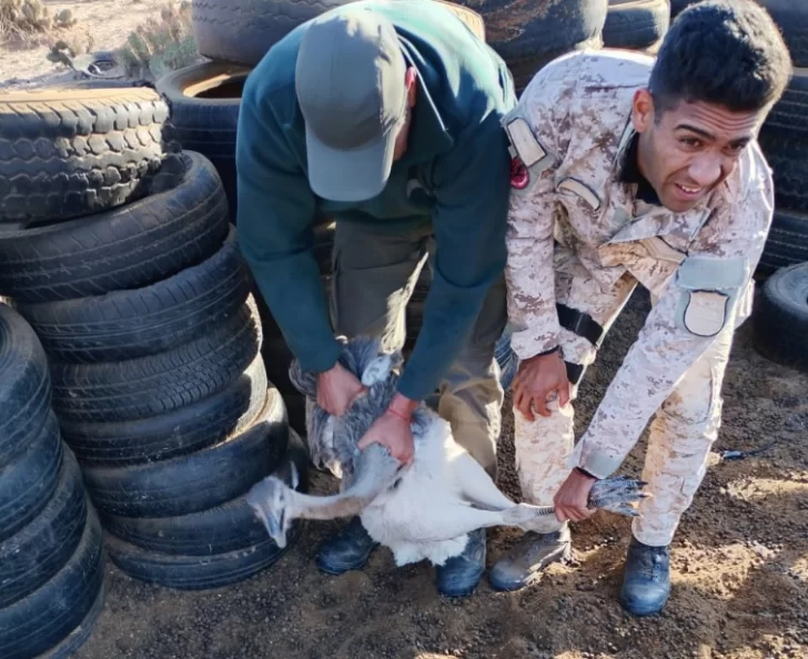 Detuvieron a un joven por la caza de dos avestruces y le secuestraron boleadoras y cuchillos