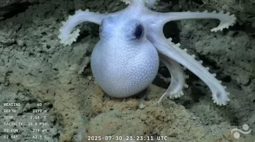 Exploración en vivo del cañón submarino de Mar del Plata: Cómo ver la misión del CONICET