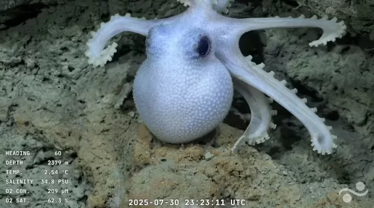 Exploración en vivo del cañón submarino de Mar del Plata: Cómo ver la misión del CONICET