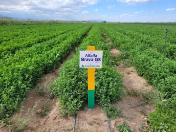 San Juan retoma la exportación de alfalfa de alta calidad