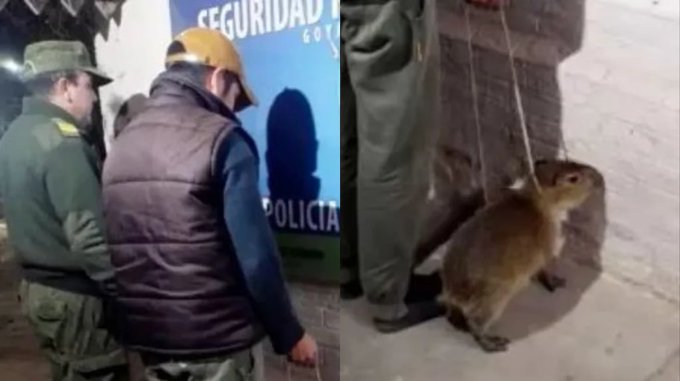 Un hombre intentó vender un carpincho bebé a través de sus redes sociales y fue detenido Un hombre intentó vender un carpincho bebé a través de sus redes sociales y fue detenido