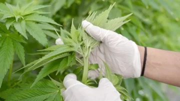 La empresa estatal sanjuanina CanMe, la primera en el país en lograr certificación orgánica para cannabis medicinal