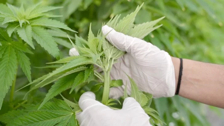 La empresa estatal sanjuanina CanMe, la primera en el país en lograr certificación orgánica para cannabis medicinal