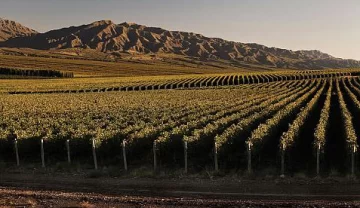 Avanza el plan local para hacer más eficiente la ayuda oficial al sector vitícola