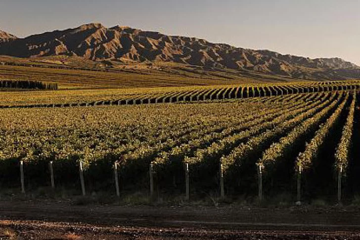 Avanza el plan local para hacer más eficiente la ayuda oficial al sector vitícola