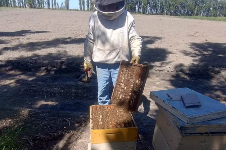 Abejas “a domicilio”, así se las ingenian los apicultores locales para impulsar el rubro