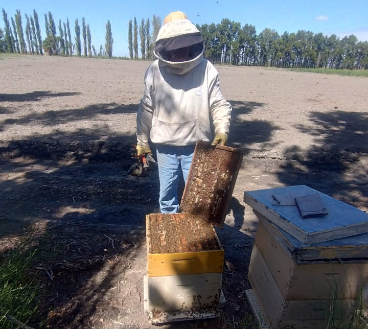 Abejas “a domicilio”, así se las ingenian los apicultores locales para impulsar el rubro