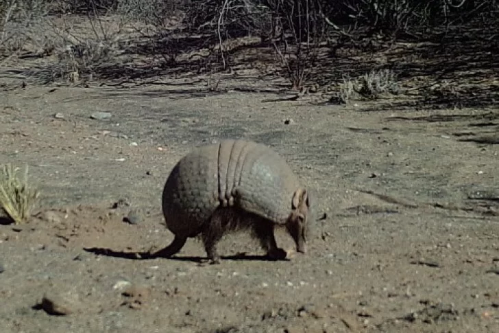 El hallazgo de dos especies animales en San Juan sorprende y abre interrogantes