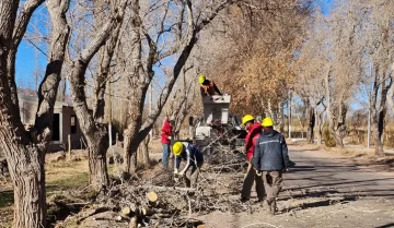 Operativos de poda en Calingasta
