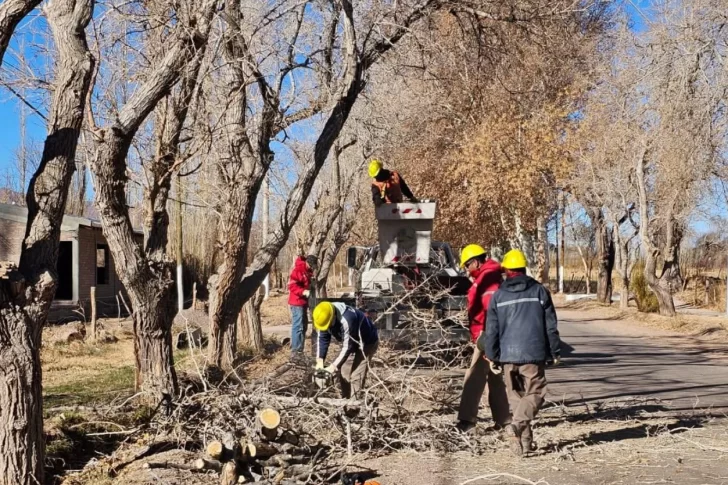 Operativos de poda en Calingasta