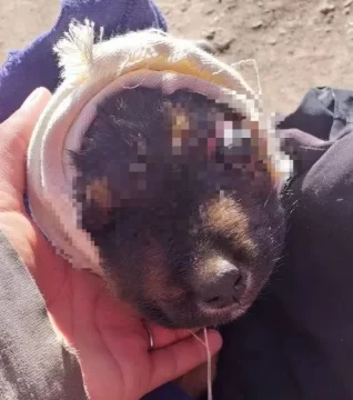 La crueldad animal debe ser castigada La crueldad animal debe ser castigada