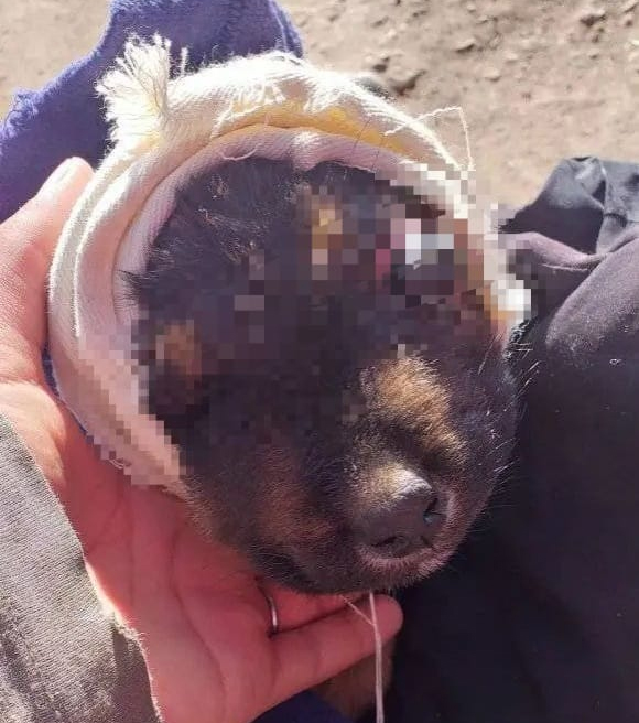 La crueldad animal debe ser castigada La crueldad animal debe ser castigada