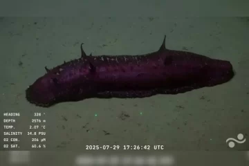 QCL4AV5HAJGQTPDQ7U3Q52GMQM-728x485