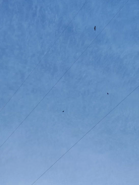 Sorpresa por decenas de cóndores a baja altura Sorpresa por decenas de cóndores a baja altura