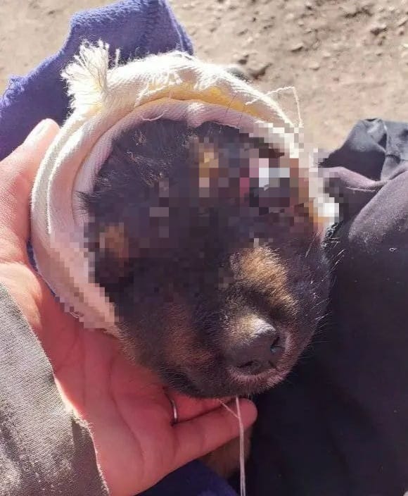 Denuncian nuevo caso de crueldad animal: hallaron un perro con el ojo casi salido y una fuerte infección Denuncian nuevo caso de crueldad animal: hallaron un perro con el ojo casi salido y una fuerte infección