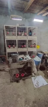 Secuestran más de 15 gallos de pelea y un ring en un operativo policial Secuestran más de 15 gallos de pelea y un ring en un operativo policial