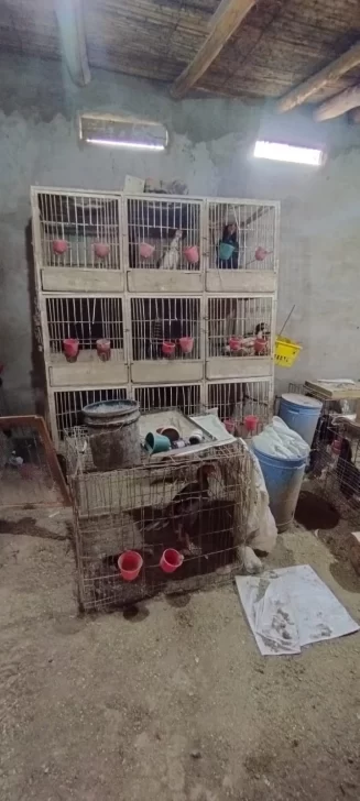 Secuestran más de 15 gallos de pelea y un ring en un operativo policial Secuestran más de 15 gallos de pelea y un ring en un operativo policial