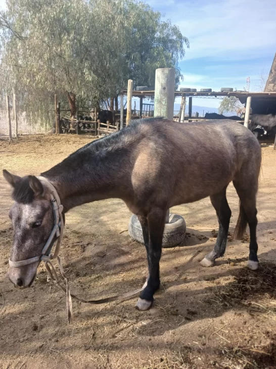 La Policía Rural secuestró 91 gallos de riña, aves autóctonas y hasta una yegua sin dueño La Policía Rural secuestró 91 gallos de riña, aves autóctonas y hasta una yegua sin dueño