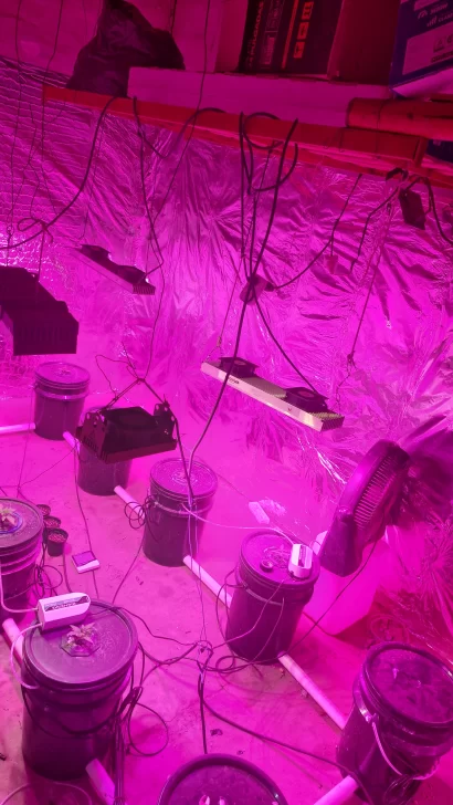 Allanaron por un robo y hallaron un invernadero de marihuana y un arma en la heladera Allanaron por un robo y hallaron un invernadero de marihuana y un arma en la heladera