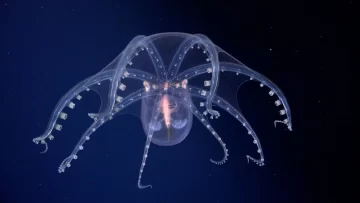 Z2QZ4S276ZE5DIZUSDAOSTDLQY-728x410