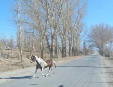En un operativo en distintas rutas, la policía incautó animales sueltos